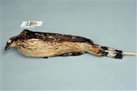 藏品(大冠鷲)的圖片